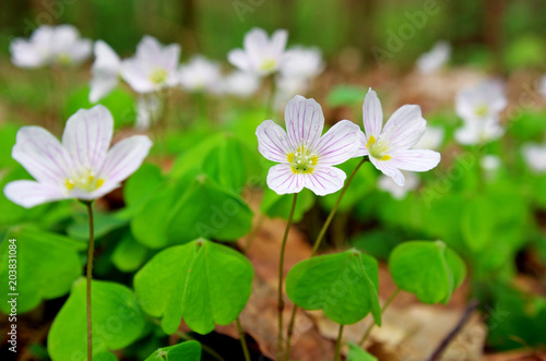 Common wood sorrel 2