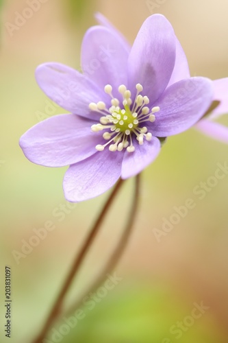 Anemone hepatica  