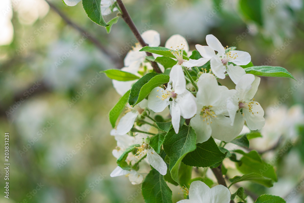 flowering Apple tree flowering Apple tree