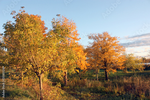 trees trees yellow leaves in autumn on blue sky background