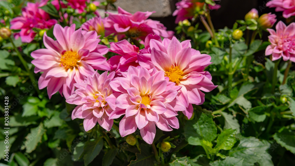 Flowers, garden, nature, spring Flowers, garden, nature, spring