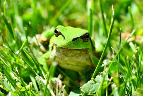 Green European Tree Frog (Hyla arborea) Sitting in Grass.