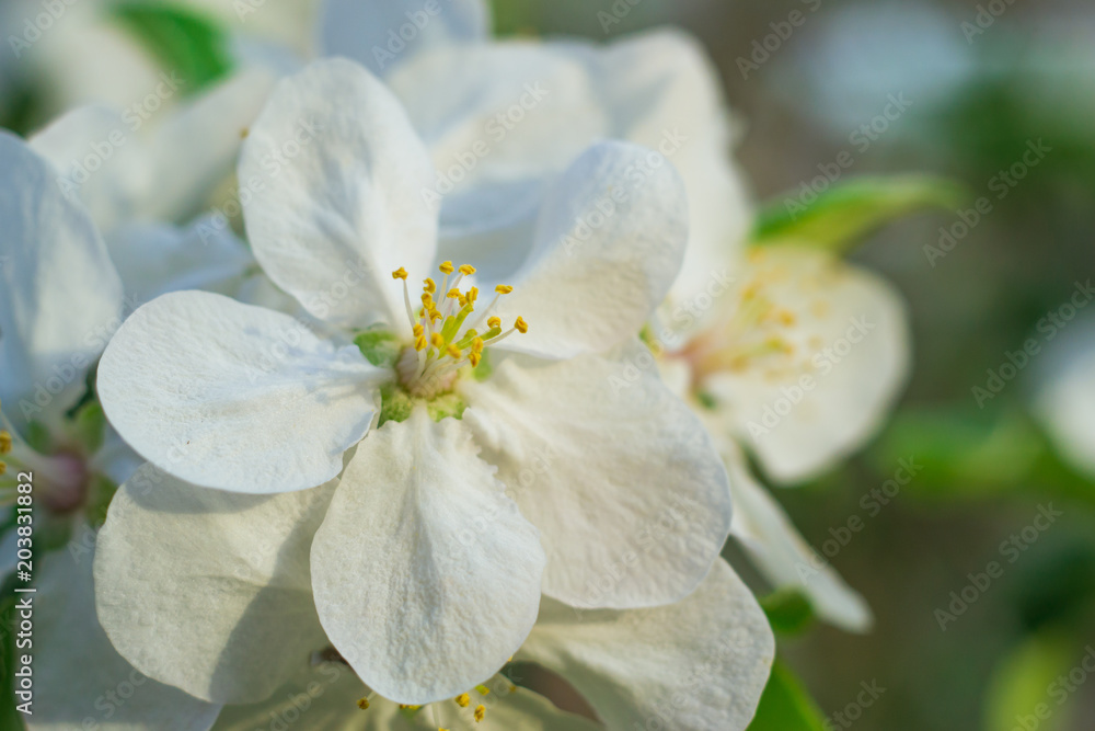 flowering Apple tree flowering Apple tree