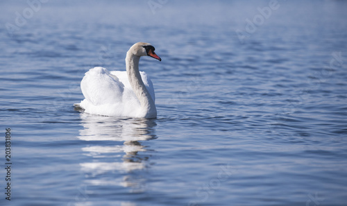 Swan on the lake.