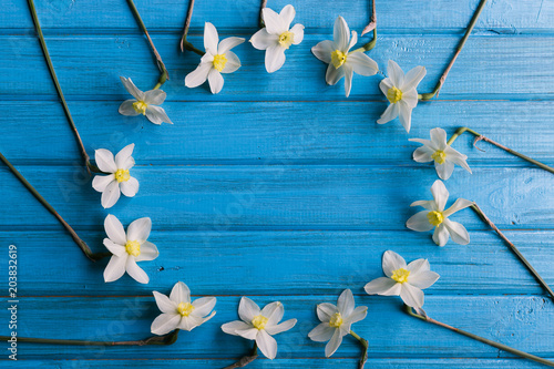 Fototapeta Naklejka Na Ścianę i Meble -  Daffodils on a blue background