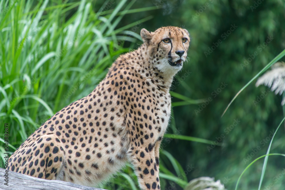 Cheetah Cheetah