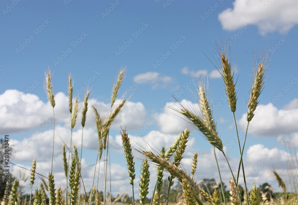 wheat ears on blue sky with white clouds background wheat ears on blue sky with white clouds background