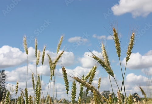 wheat ears on blue sky with white clouds background