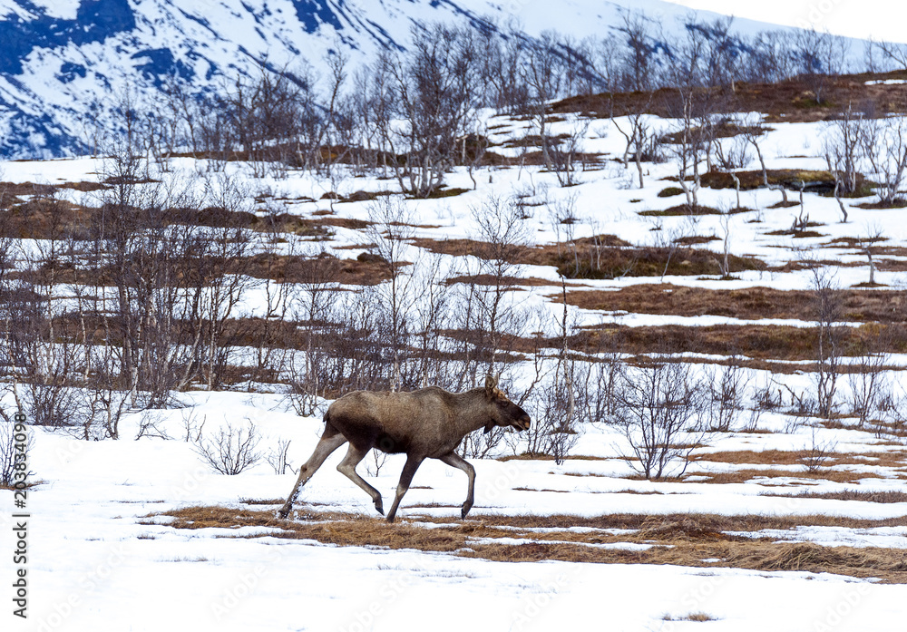 Fototapeta premium elk in Northern Norway,Tromso