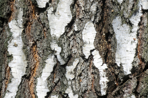 Fototapeta Russian birch trunk