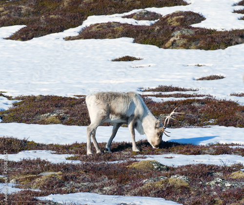 reindeer in its natural environment in scandinavia .Tromso