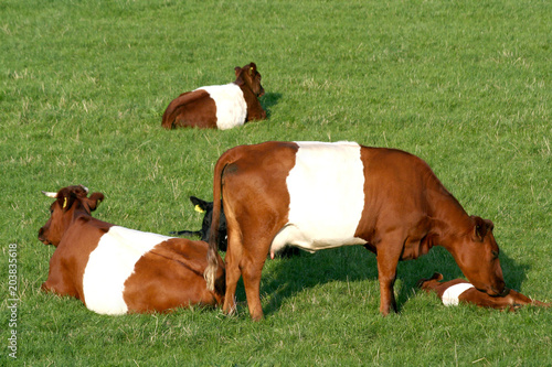 Lakenvelder cattle alon the river Waal photo