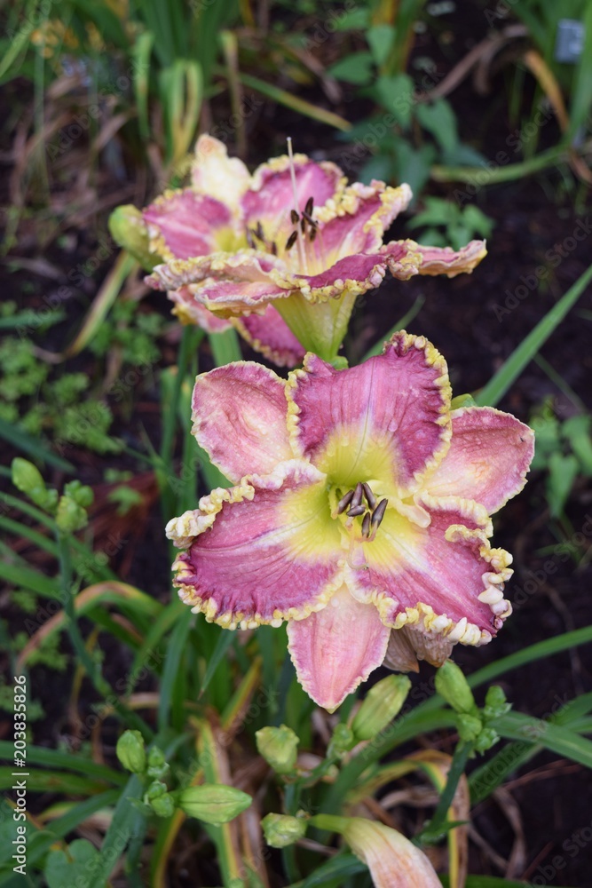 Beautiful pink flowers, daylilies, in lush flower garden, close up.