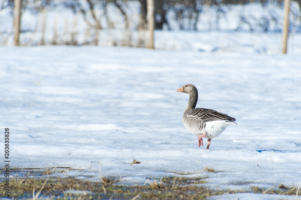 Grey goose, Norway Grey goose, Norway