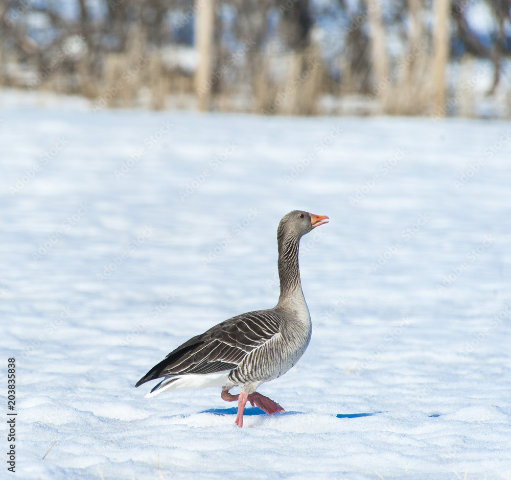 Grey goose, Norway Grey goose, Norway