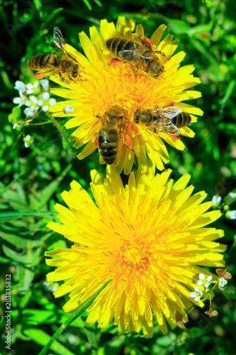 Fototapeta Naklejka Na Ścianę i Meble -  Dandelion with busy bees