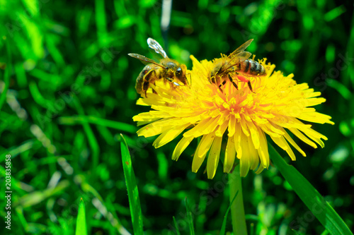 Fototapeta Naklejka Na Ścianę i Meble -  Dandelion with busy bees