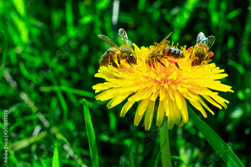 Fototapeta Naklejka Na Ścianę i Meble -  Dandelion with busy bees