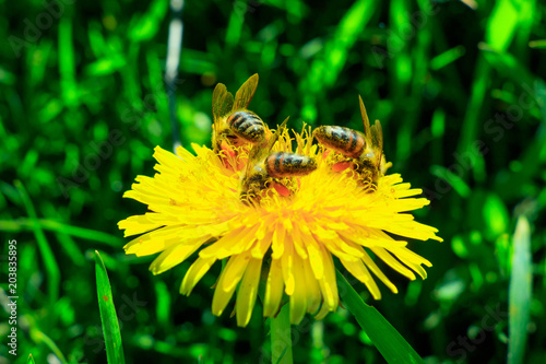 Fototapeta Naklejka Na Ścianę i Meble -  Dandelion with busy bees