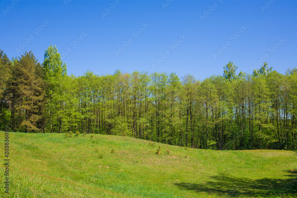 Green grass, forest and blue sky rural summer landscape.