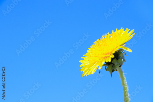 Fototapeta Naklejka Na Ścianę i Meble -  Dandelions in front of blue sky