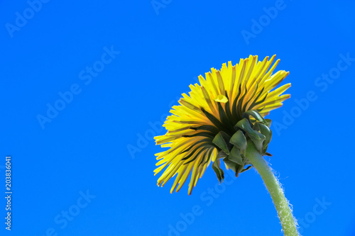 Fototapeta Naklejka Na Ścianę i Meble -  Dandelions in front of blue sky