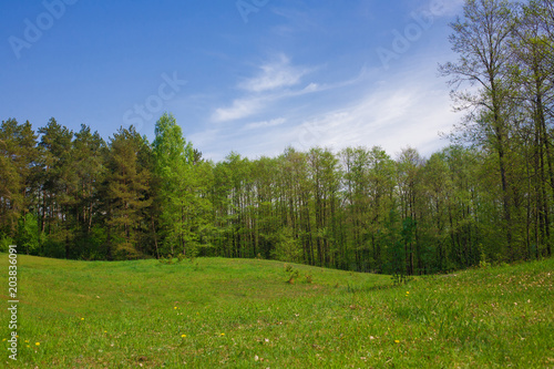 Summer idylic background. Green meadow in forest with blue sky landscape.