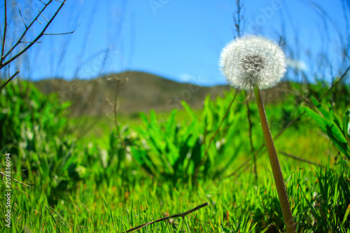 Fototapeta Naklejka Na Ścianę i Meble -  Dandelion - Taraxacum officinale