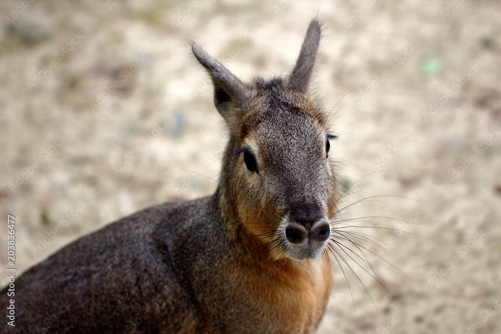 Fototapeta premium Patagonian Cavy Mara (dolichotis mammal)