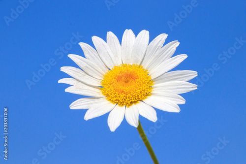 Beautiful chamomile flower in front of blue sky
