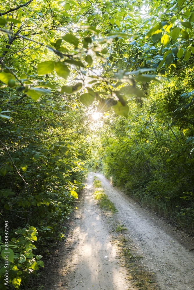 nature wood road with sun shine nature wood road with sun shine