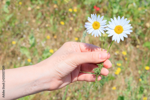 Camomile flowers in the hand