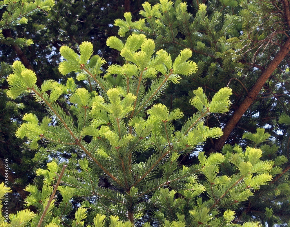 Naklejka premium 잣나무