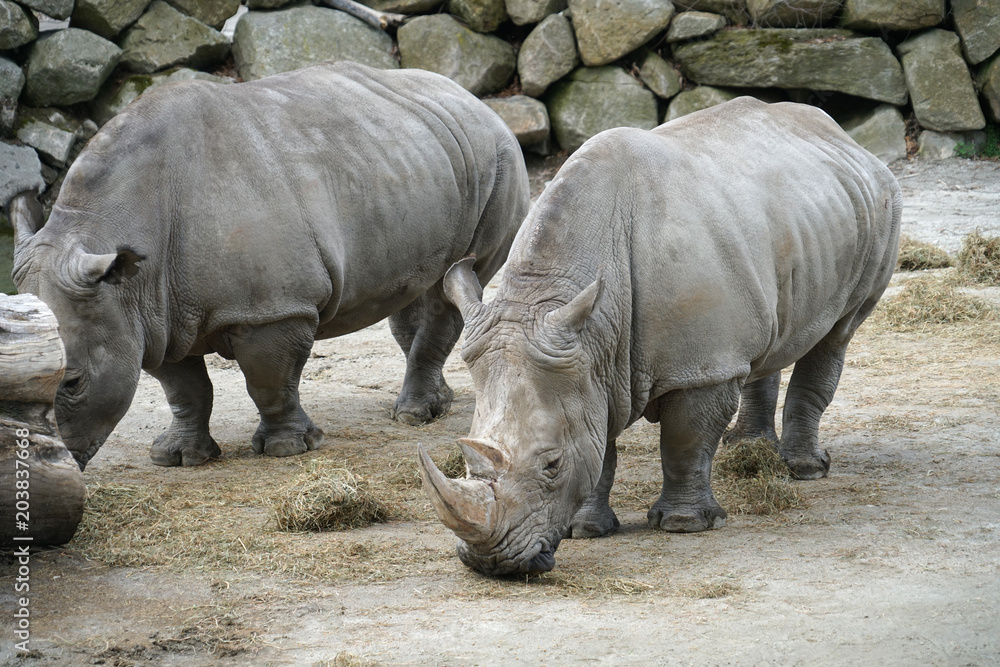 Naklejka premium close up on two rhinos in the zoo
