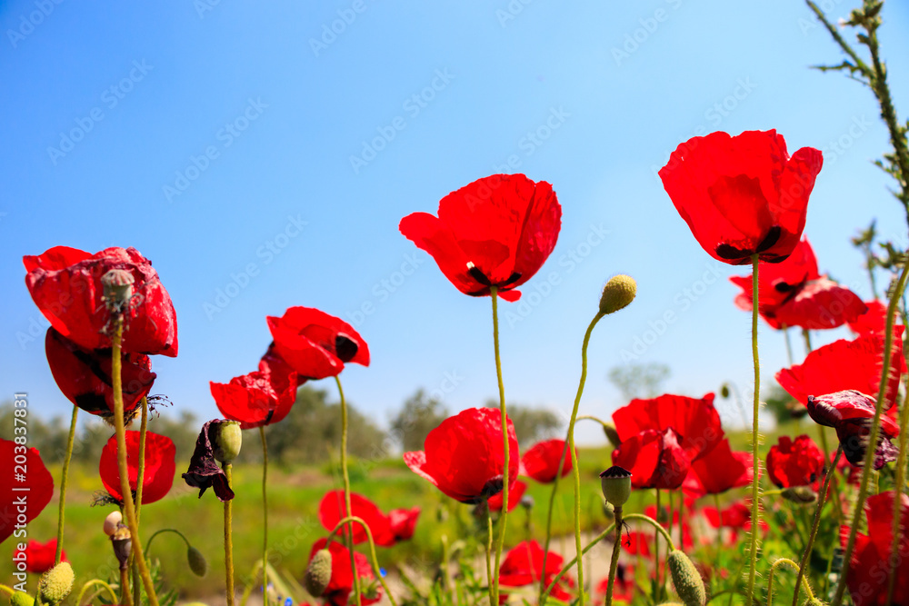 Obraz premium Wspaniały czerwony mak