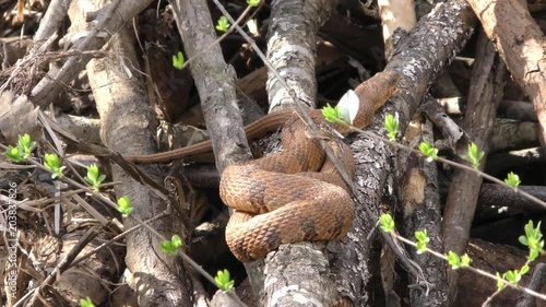 Georgia, Chattahoochee River, A coiled copperhead snake on limbs near the swamp
