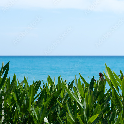 Frame, background, tropical leaves and blue sea, space for text. Theme of vacation, recreation, the sea