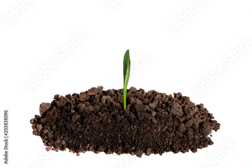 Young sprout growing in the soil on an isolated white background