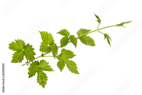 branch of hops on isolated background