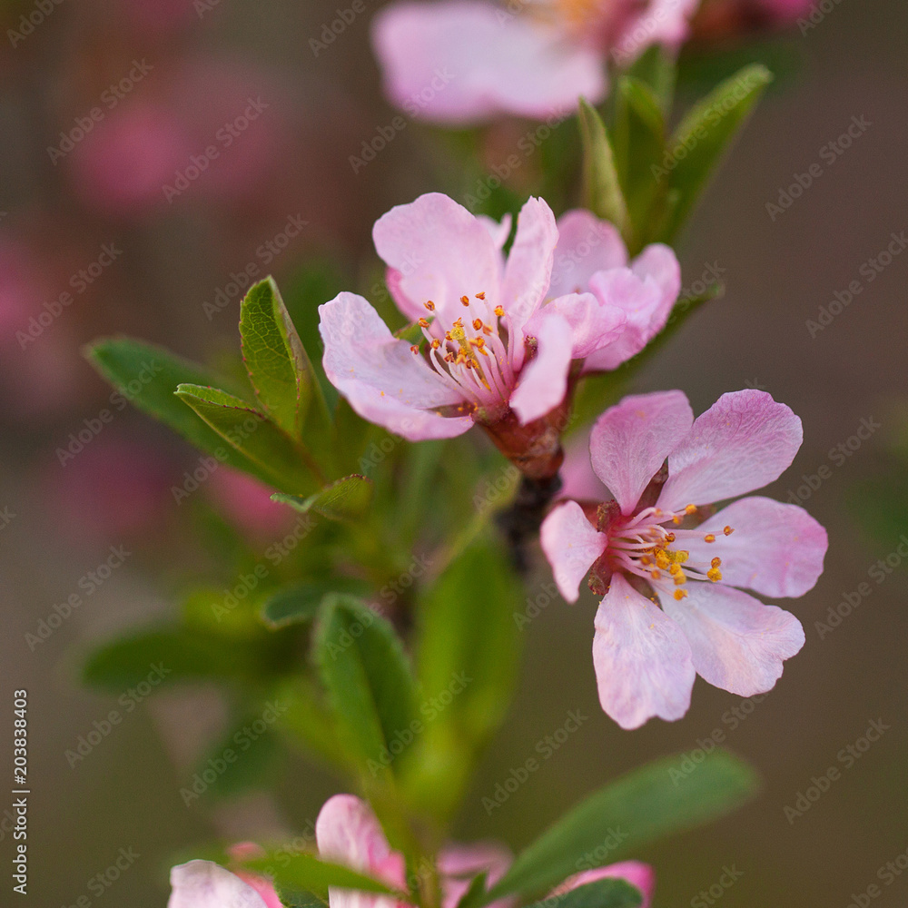 branch of cherry blossoms with beautiful pink delicate flowers and buds branch of cherry blossoms with beautiful pink delicate flowers and buds