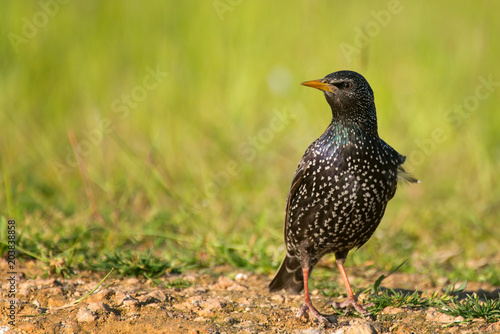 Common starling (Sturnus vulgaris) stands on the ground on beautiful background