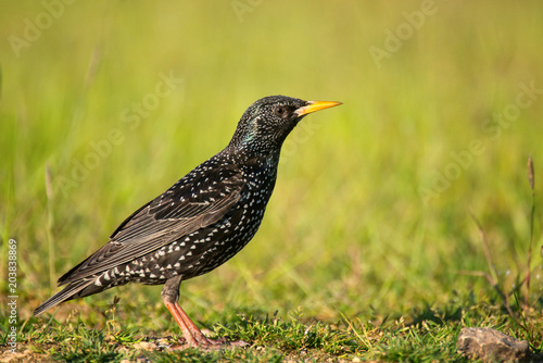 Common starling (Sturnus vulgaris) stands on the ground on beautiful background