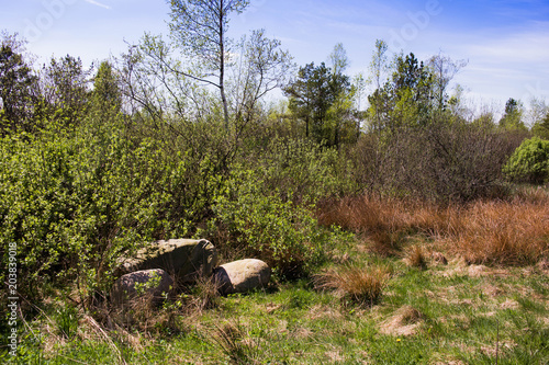 stones in the woods