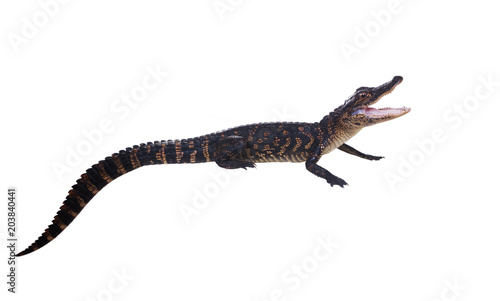 The young American alligator threatens to open his mouth. Isolated on white background
