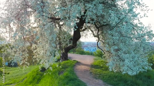 Beautiful blossom tree in the park with cityscape of Gdansk, Poland photo