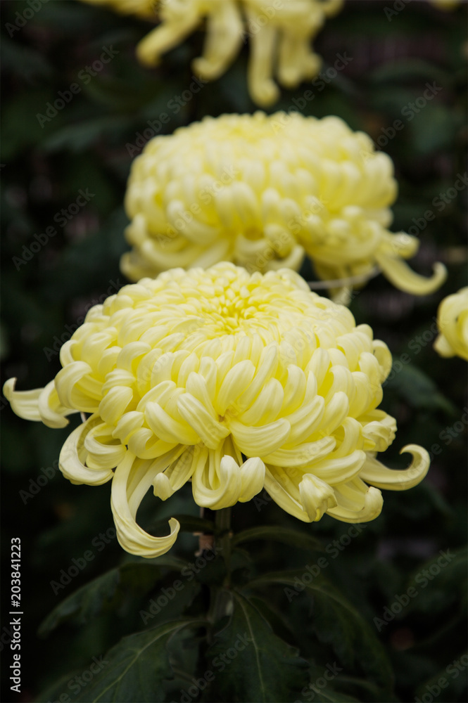 Yellow Dalias in Bloom Yellow Dalias in Bloom