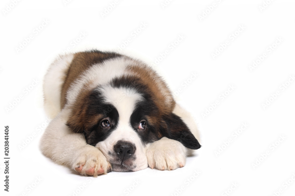 Saint Bernard Puppy With Sweet Expression Saint Bernard Puppy With Sweet Expression