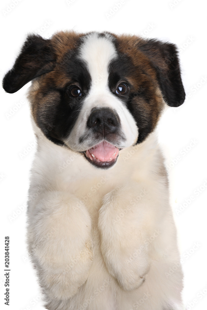 Saint Bernard Puppy With Sweet Expression Saint Bernard Puppy With Sweet Expression