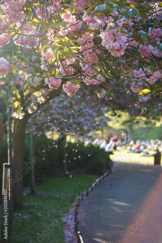 Stephens green park, Dublin, Ireland. May bank holiday weekend. Focus on blooming tree with pink flowers with blurred people in the background enjoying the sun on the grass. 