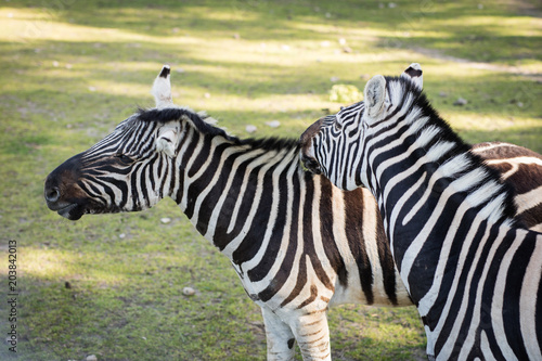 Zebra in the zoo. An African animal locked in a cage.